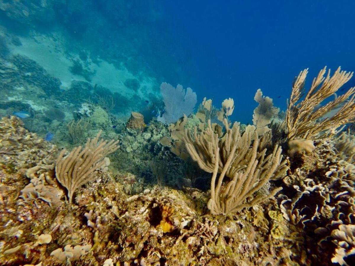 Victoria S Beach House And Snorkeling Center Flowers Bay Buitenkant foto