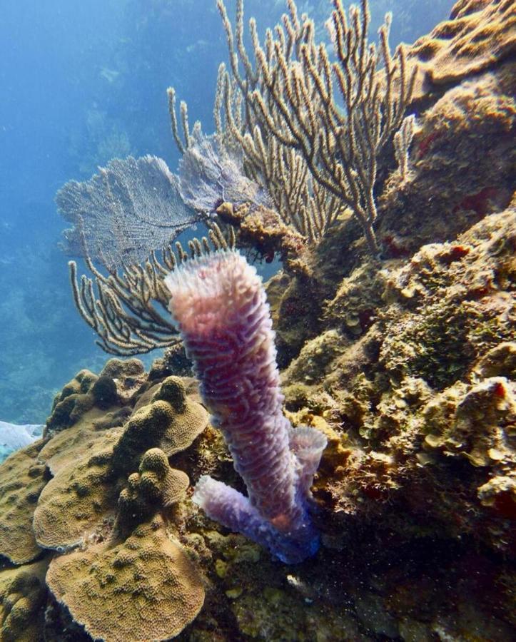 Victoria S Beach House And Snorkeling Center Flowers Bay Buitenkant foto