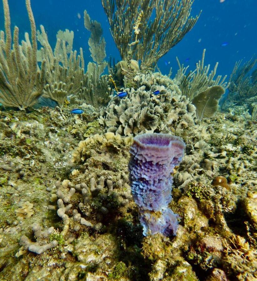 Victoria S Beach House And Snorkeling Center Flowers Bay Buitenkant foto