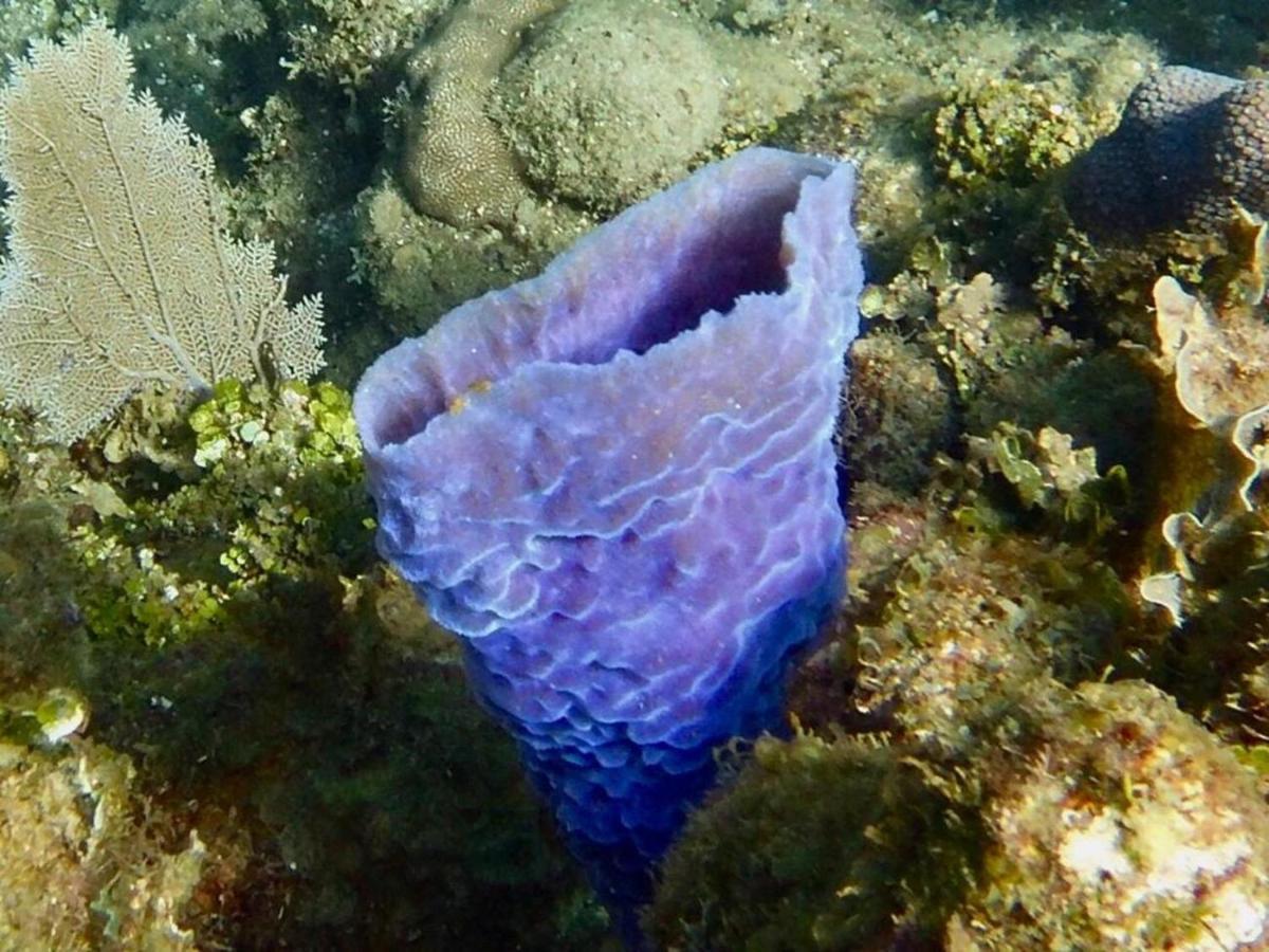 Victoria S Beach House And Snorkeling Center Flowers Bay Buitenkant foto