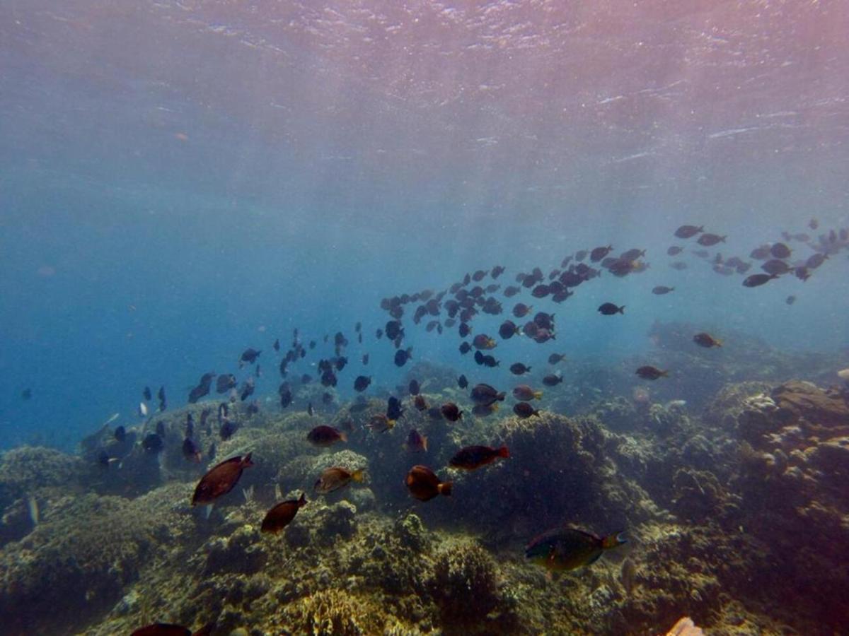 Victoria S Beach House And Snorkeling Center Flowers Bay Buitenkant foto